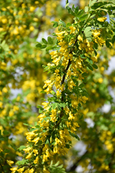 Peashrub (Caragana arborescens) at Lakeshore Garden Centres