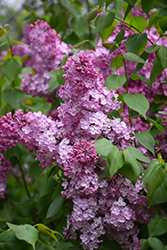Old Glory Lilac (Syringa 'Old Glory') at A Very Successful Garden Center