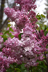 Esther Staley Lilac (Syringa vulgaris 'Esther Staley') at A Very Successful Garden Center