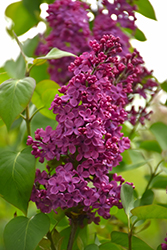Congo Lilac (Syringa vulgaris 'Congo') at A Very Successful Garden Center