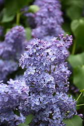 Blue Skies Lilac (Syringa vulgaris 'Blue Skies') at A Very Successful Garden Center