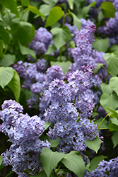 Wedgewood Blue Lilac (Syringa vulgaris 'Wedgewood Blue') at A Very Successful Garden Center