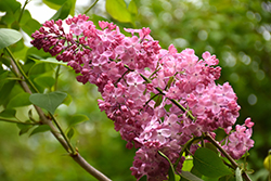Maiden's Blush Lilac (Syringa x hyacinthiflora 'Maiden's Blush') at Stonegate Gardens