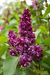 Paul Thirion Lilac (Syringa vulgaris 'Paul Thirion') at A Very Successful Garden Center