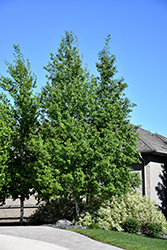 Trembling Aspen (Clump) (Populus tremuloides '(clump)') at A Very Successful Garden Center