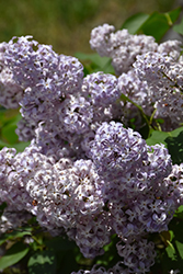 Lavender Lady Lilac (Syringa vulgaris 'Lavender Lady') at A Very Successful Garden Center