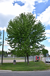 Silver Maple (Acer saccharinum) at The Mustard Seed
