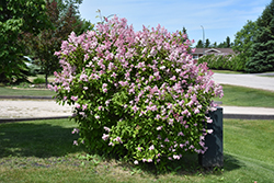 Minuet Lilac (Syringa x prestoniae 'Minuet') at A Very Successful Garden Center
