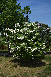 Snowball Viburnum (Viburnum opulus 'Roseum') at A Very Successful Garden Center