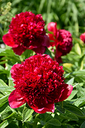 Red Charm Peony (Paeonia 'Red Charm') at Golden Acre Home & Garden