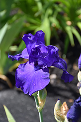 Royal Touch Iris (Iris 'Royal Touch') at A Very Successful Garden Center