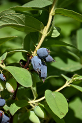 Yezberry® Solo Japanese Haskap (Lonicera caerulea 'Kapu') at Stonegate Gardens
