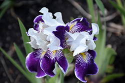 Consummation Iris (Iris 'Consummation') at A Very Successful Garden Center