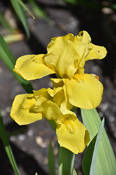 Show Me Yellow Iris (Iris 'Show Me Yellow') at Stonegate Gardens