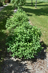 Tundra Honeyberry (Lonicera caerulea 'Tundra') at A Very Successful Garden Center