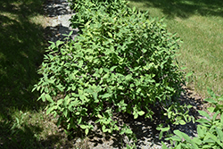 Aurora Honeyberry (Lonicera caerulea 'Aurora') at Stonegate Gardens