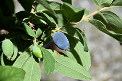 Sugar Mountain Blue Honeyberry (Lonicera caerulea 'Dolce Vita') at Lakeshore Garden Centres