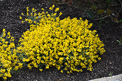 Bangle Dyers Greenwood (Genista lydia 'Select') at Lakeshore Garden Centres