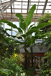 Dwarf Cavendish Banana (Musa 'Dwarf Cavendish') at A Very Successful Garden Center