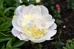 Honey Gold Peony (Paeonia 'Honey Gold') at A Very Successful Garden Center