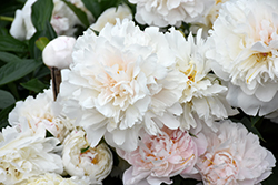 Solange Peony (Paeonia 'Solange') at A Very Successful Garden Center