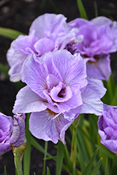 Pink Parfait Siberian Iris (Iris sibirica 'Pink Parfait') at Lakeshore Garden Centres
