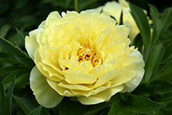 Yellow Crown Peony (Paeonia 'Yellow Crown') at Golden Acre Home & Garden