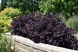 Royal Purple Smokebush (Cotinus coggygria 'Royal Purple') at Lakeshore Garden Centres