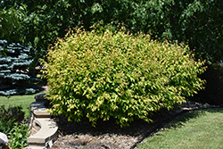 Atomic Amur Maple (Acer ginnala 'Durglobe') at Stonegate Gardens