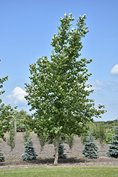 Northwest Poplar (Populus x jackii 'Northwest') at A Very Successful Garden Center