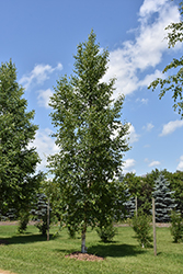 Prairie Dream Paper Birch (Betula papyrifera 'Varen') at Lakeshore Garden Centres