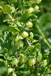 Captivator Gooseberry (Ribes uva-crispa 'Captivator') at Lakeshore Garden Centres