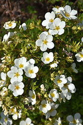 McKay's White Potentilla (Potentilla fruticosa 'McKay's White') at Stonegate Gardens