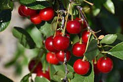 Carmine Jewel Cherry (tree form) (Prunus 'Carmine Jewel (tree form)') at Lakeshore Garden Centres