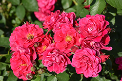 Frontenac Rose (Rosa 'Frontenac') at A Very Successful Garden Center