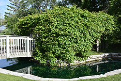 Riverbank Grape (Vitis riparia) at A Very Successful Garden Center
