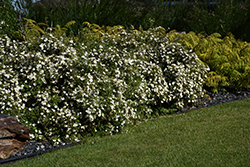 McKay's White Potentilla (Potentilla fruticosa 'McKay's White') at Stonegate Gardens
