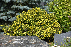 Gold Drop Potentilla (Potentilla fruticosa 'Gold Drop') at Stonegate Gardens