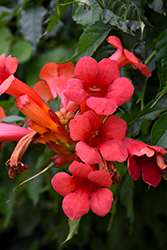 Atomic Red Trumpetvine (Campsis radicans 'Stromboli') at A Very Successful Garden Center