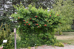 Atomic Red Trumpetvine (Campsis radicans 'Stromboli') at A Very Successful Garden Center