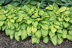 Stained Glass Hosta (Hosta 'Stained Glass') at A Very Successful Garden Center