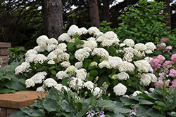 Annabelle Hydrangea (Hydrangea arborescens 'Annabelle') at A Very Successful Garden Center