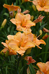 Pure And Simple Daylily (Hemerocallis 'Pure And Simple') at Stonegate Gardens
