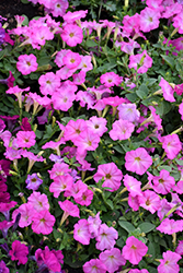 Picobella Cascade Pink Glo Petunia (Petunia 'Picobella Cascade Pink Glo') at A Very Successful Garden Center