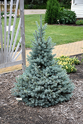 Sester Dwarf Blue Spruce (Picea pungens 'Sester Dwarf') at Stonegate Gardens