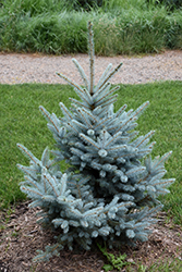 Bonny Blue Blue Spruce (Picea pungens 'Bonny Blue') at A Very Successful Garden Center