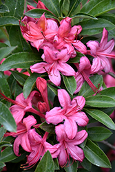 Weston's Parade Azalea (Rhododendron 'Weston's Parade') at Stonegate Gardens