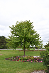Sienna Glen Maple (Acer x freemanii 'Sienna') at A Very Successful Garden Center