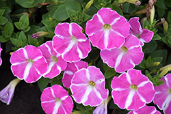 ColorWorks Pink Star Petunia (Petunia 'ColorWorks Pink Star') at A Very Successful Garden Center