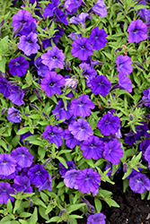 ColorRush Blue Petunia (Petunia 'Balcushlu') at A Very Successful Garden Center